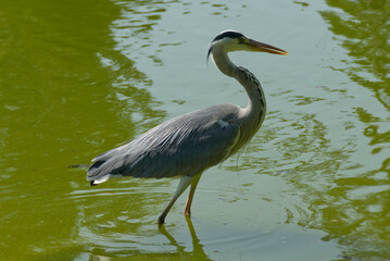 Grey Heron (Ardea cinerea) standing in a pond in Zurich, Switzerland