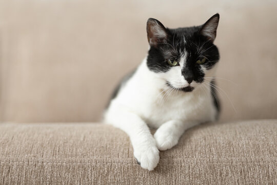 Angry black and white cat relaxing on couch in living room. Suspicious funny pet looks at camera enjoying rest at home