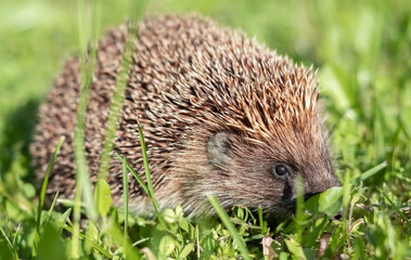 Hedgehog, native, wild European hedgehog, facing left on green lawn with green background. Head up. Landscape. Scientific name: Erinaceus europaeus. Horizontal