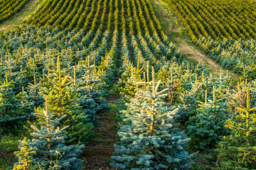 Champ de sapins du Morvan