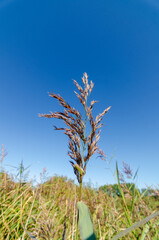 Common Reed Phragmites australis isolated against blue sky with selective focus