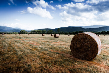 Landscape of straw bales in late summer