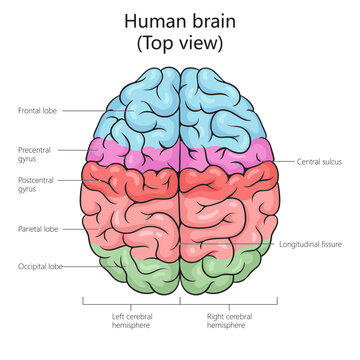 Human brain structure top view diagram schematic vector illustration. Medical science educational illustration