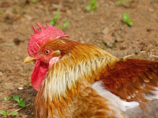The beautiful rooster with its red crown lying on the ground