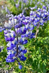 Fototapeta premium Beautiful blue Alaska lupines blooming in Iceland