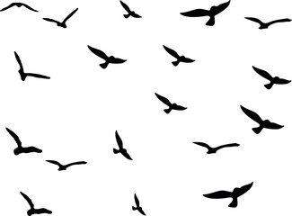 birds in flight	