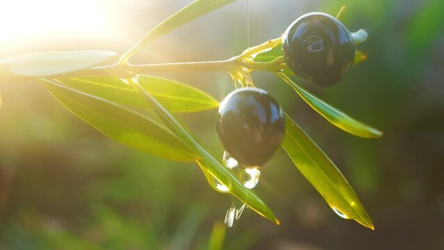olive oil, agriculture and rural development. olive tree with green ripe olives in an olive grove slow motion video. Green olive trees lit by the rays of the sun. 