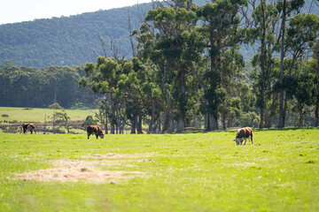 bull in a paddock on a farm