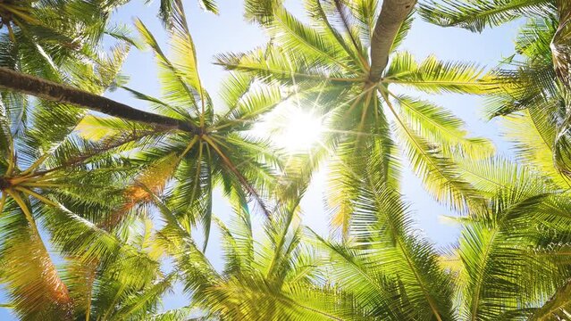 Wide camera palm trees grove dolly shot POV pass under sunny. Tropical palm beach island summer. 