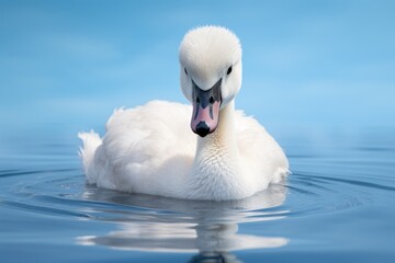Cute young swan chick swimming on water in river or lake, summer day