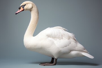 Beautiful white swan standing on grey background