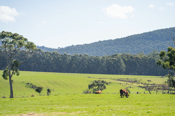 bull in a paddock on a farm