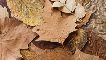 Different leaves of the autumn season with their orange colors. Fallen autumn leaves on the ground...