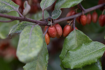 close up Elaeagnus pungens is a species of flowering plant in the family Elaeagnaceae