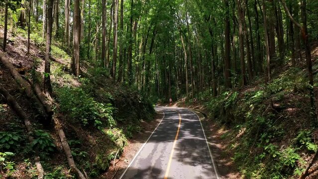 Aerial view of Bilar Man-Made Forest in Bohol, Philippines.