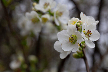Close up White flowers of Japanese Quince. Floral spring background, selective focus