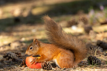 Cute scottish red squirrel eating a tasty apple in the woodland