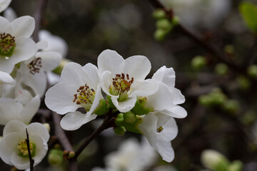 Close up White flowers of Japanese Quince. Floral spring background, selective focus