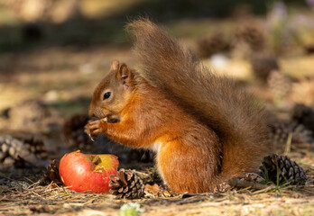Cute scottish red squirrel eating a tasty apple in the woodland