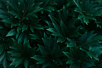Dark green background, fresh leaves top view, garden plant - 644522802
