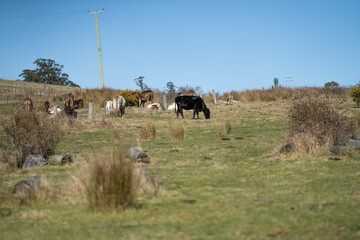 herd of murray grey cattle