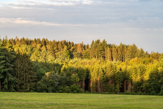Premiers rayons de soleil sur la cime des arbres d'une for&ecirc;t du Morvan