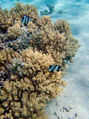 Naklejka na ściany i meble Underwater coral reef scene with humbug damselfish - (Dascyllus aruanus)