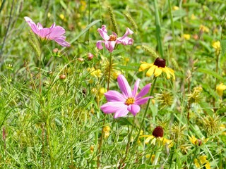 Flowers in a field 