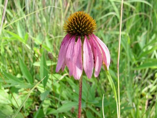Pink Coneflower in a field 
