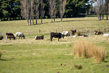 herd of murray grey cattle