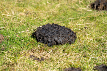 Cow dung and manure in a field on a farm