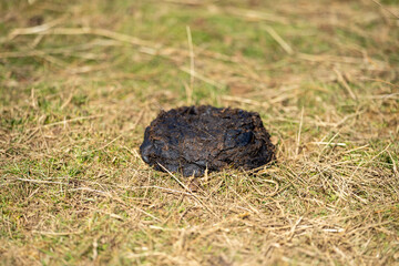Cow dung and manure in a field on a farm