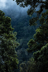 Tropikalny las 