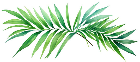 Green leaves of tropical plants bush floral arrangement indoors garden nature backdrop isolated on white background