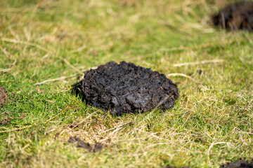 Cow dung and manure in a field on a farm