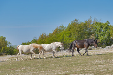 Wild Horses in Bile: A Gentle Ascent on the Mostarska Plateau