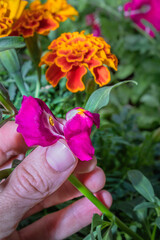 (Antirrhinum) Pink snapdragons flower in bloom in spring, South Africa 
