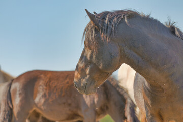 Brown Wild Horse Closeup at Mostar Plateau, Bile