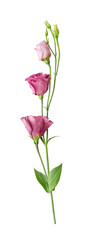 Beautiful pink eustoma flower (lisianthus or prairie gentian) on stem with buds isolated on white background close-up    