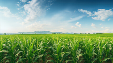 Obraz premium A Beautiful Corn field, wide view of corn field, Agricultural field background Art images that express the beauty and purity of nature.