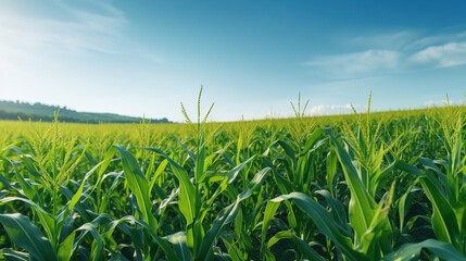 Obraz premium A Beautiful Corn field, wide view of corn field, Agricultural field background Art images that express the beauty and purity of nature.