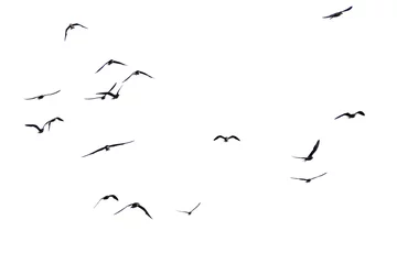 Tuinposter set of silhouettes of birds. birds in flight. Flock of birds flying on a white background © STOCK PHOTO 4 U