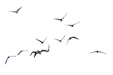 set of silhouettes of birds. birds in flight. Flock of birds flying on a white background. Real...