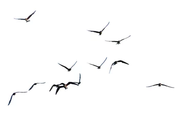 Foto op Plexiglas set of silhouettes of birds. birds in flight. Flock of birds flying on a white background. Real photo of a flock of birds flying on a white background. © STOCK PHOTO 4 U