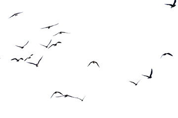 set of silhouettes of birds. birds in flight. Flock of birds flying on a white background
