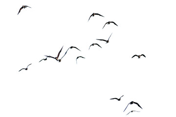 set of silhouettes of birds. birds in flight. Flock of birds flying on a white background. Real photo of a flock of birds flying on a white background.