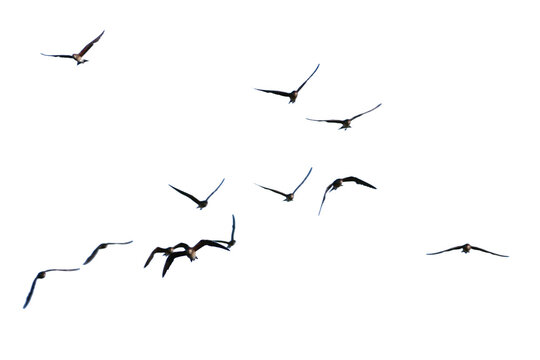 set of silhouettes of birds. birds in flight. Flock of birds flying on a white background. Real photo of a flock of birds flying on a white background.