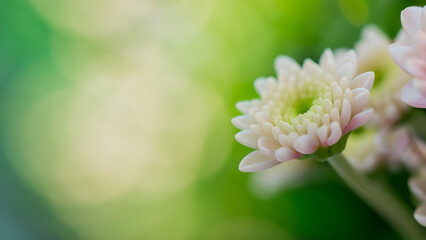 Dreamy blurry romantic floral macro photo background with leaves and beautiful flowers as concept of blossom garden and nature organic life