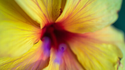 Dreamy blurry romantic floral macro photo background with leaves and beautiful flowers as concept of blossom garden and nature organic life