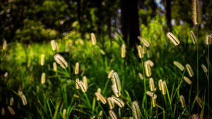 Grass flowers, white, green background, evening sunlight, shining in, rural area